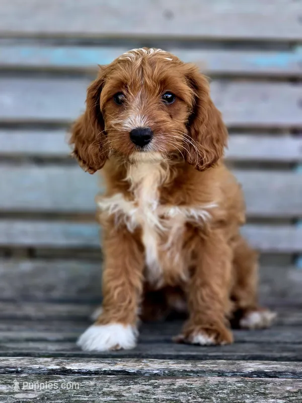 Brie – Cavapoo puppy for sale in Marcellus, MI