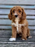 Brie, a female Cavapoo for sale in Marcellus, MI – 1 of 4
