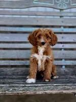 Brie, a female Cavapoo for sale in Marcellus, MI – 2 of 4