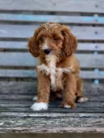 Brie, a female Cavapoo for sale in Marcellus, MI – 4 of 4