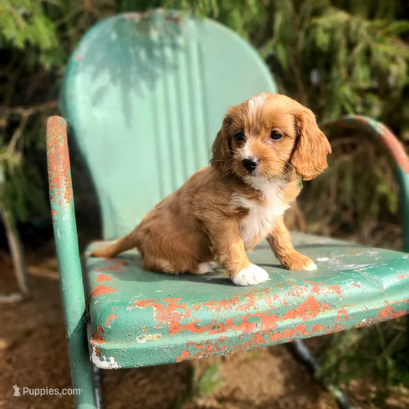 Brie – Cavapoo puppy for sale in Marcellus, MI