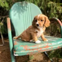 Brie, a female Cavapoo for sale in Marcellus, MI – Photo 1 of 2