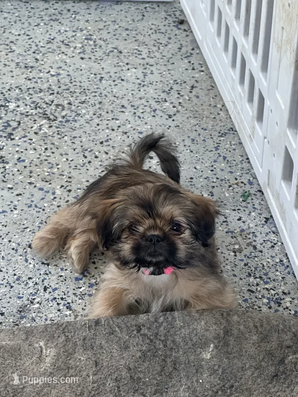 Missy  – Shih Tzu puppy for sale in Antioch, CA