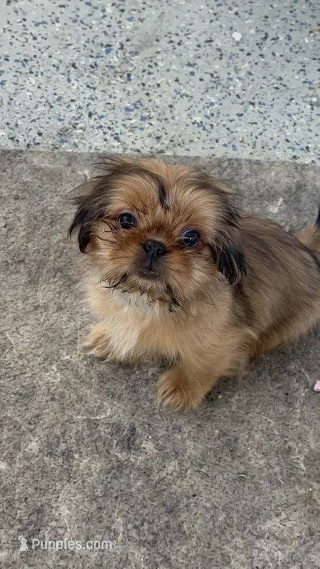 Little papa – Shih Tzu puppy for sale in Antioch, CA
