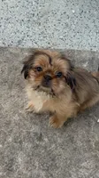 Little papa, a male Shih Tzu for sale in Antioch, CA – 1 of 3