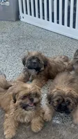 Shih tzu , a male Shih Tzu for sale in Antioch, CA – 3 of 3