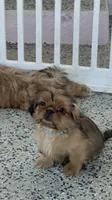 Little papa, a male Shih Tzu for sale in Antioch, CA – 3 of 3