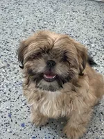 Shih tzu , a male Shih Tzu for sale in Antioch, CA – 2 of 3