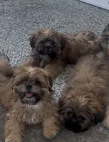 Shih tzu , a male Shih Tzu for sale in Antioch, CA – 1 of 3