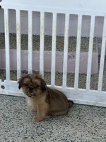 Little papa, a male Shih Tzu for sale in Antioch, CA – 2 of 3