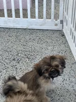Missy , a female Shih Tzu for sale in Antioch, CA – 2 of 2