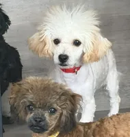 Eleven, a female Poodle - Toy  for sale in Los Angeles, CA – 2 of 2