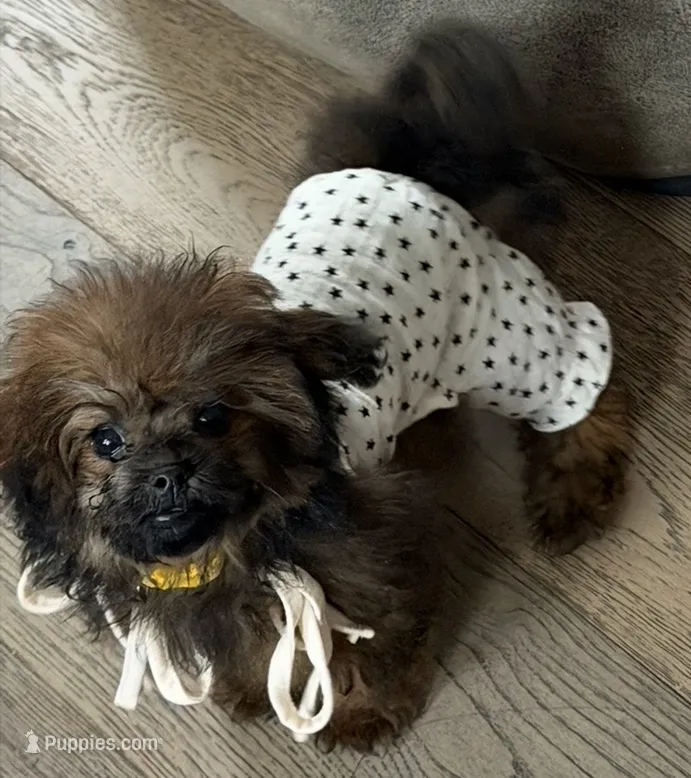 Baby – Poodle - Toy  puppy for sale in Los Angeles, CA