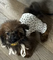 Baby, a female Poodle - Toy  for sale in Los Angeles, CA – 1 of 2