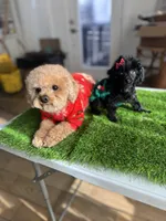 Kenya, a female Poodle - Toy  for sale in Los Angeles, CA – 2 of 3