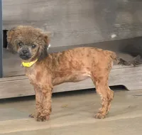 Baby, a female Poodle - Toy  for sale in Los Angeles, CA – 2 of 2