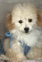 Eleven, a female Poodle - Toy  for sale in Los Angeles, CA – 1 of 2