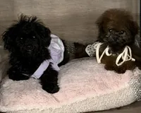 Kenya, a female Poodle - Toy  for sale in Los Angeles, CA – 1 of 3