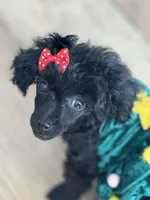 Kenya, a female Poodle - Toy  for sale in Los Angeles, CA – 3 of 3