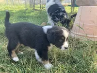Buster, a male Miniature Australian Shepherd for sale in Etna, WY – 2 of 5
