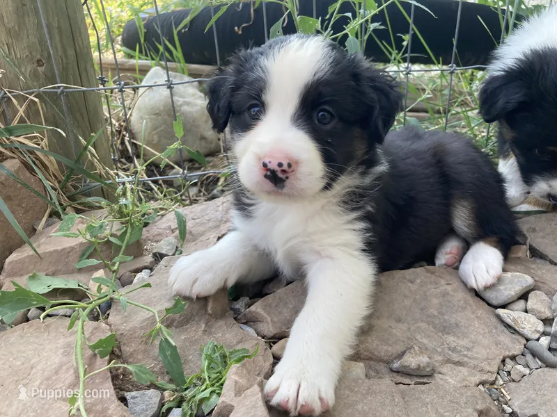 Spot – Miniature Australian Shepherd puppy for sale in Etna, WY