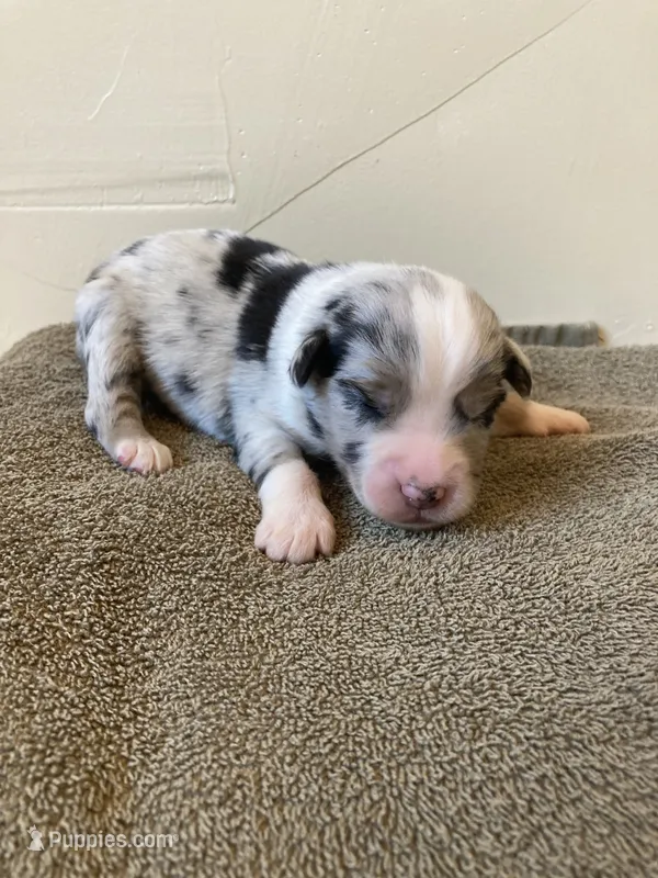 Rowdy – Miniature Australian Shepherd puppy for sale in Etna, WY
