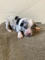 Rowdy, a male Miniature Australian Shepherd for sale in Etna, WY – 1 of 3