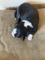 Buster, a male Miniature Australian Shepherd for sale in Etna, WY – 3 of 3