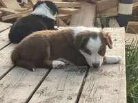 Chuckles , a male Miniature Australian Shepherd for sale in Etna, WY – 2 of 4