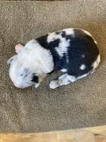 Hula, a female Miniature Australian Shepherd for sale in Etna, WY – 3 of 3