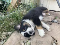 Tiki, a female Miniature Australian Shepherd for sale in Etna, WY – 4 of 5