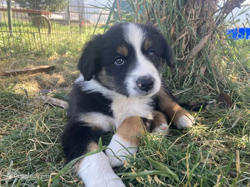 Rascal – Miniature Australian Shepherd puppy for sale in Etna, WY