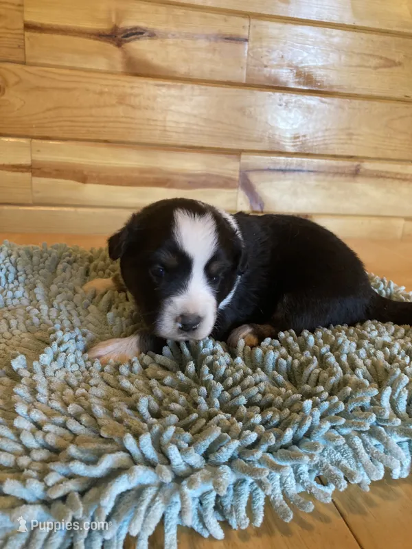 Tiki – Miniature Australian Shepherd puppy for sale in Etna, WY