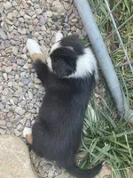 Tiki, a female Miniature Australian Shepherd for sale in Etna, WY – 5 of 5