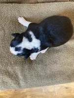 Spot, a male Miniature Australian Shepherd for sale in Etna, WY – 3 of 3