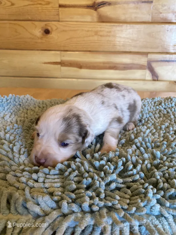 Luna – Miniature Australian Shepherd puppy for sale in Etna, WY