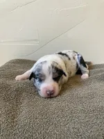 Chaps, a male Miniature Australian Shepherd for sale in Etna, WY – 2 of 3