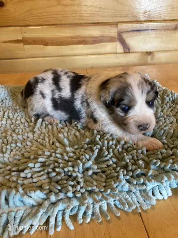 Chaps – Miniature Australian Shepherd puppy for sale in Etna, WY