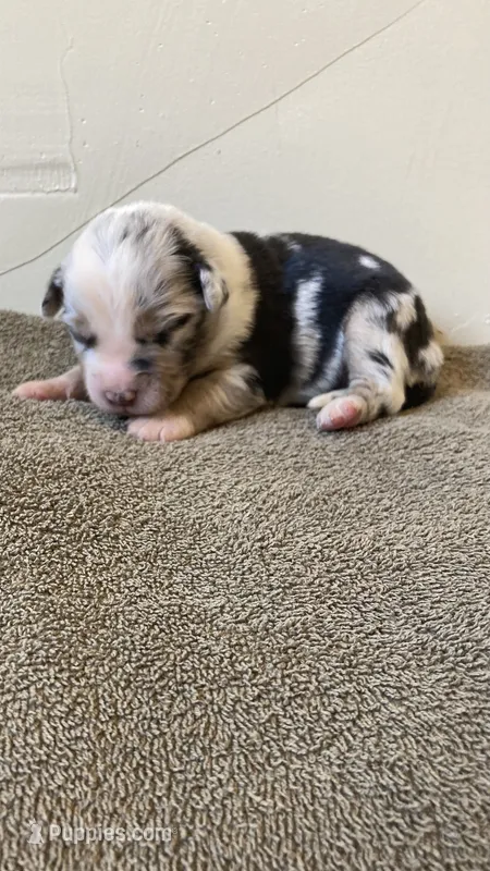 Hula – Miniature Australian Shepherd puppy for sale in Etna, WY