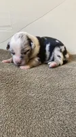 Hula, a female Miniature Australian Shepherd for sale in Etna, WY – 1 of 3