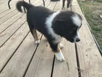 Tiki, a female Miniature Australian Shepherd for sale in Etna, WY – 3 of 5