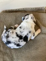 Chaps, a male Miniature Australian Shepherd for sale in Etna, WY – 3 of 3