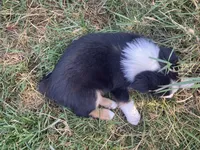 Rascal, a male Miniature Australian Shepherd for sale in Etna, WY – 3 of 3