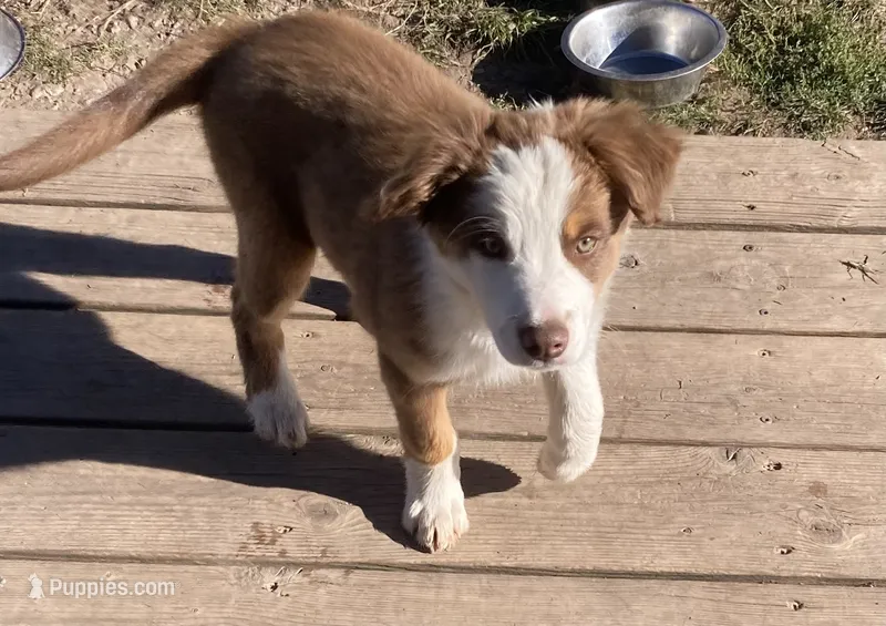 Chuckles  – Miniature Australian Shepherd puppy for sale in Etna, WY
