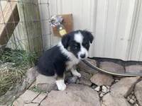 Tiki, a female Miniature Australian Shepherd for sale in Etna, WY – 2 of 5