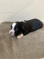 Buster, a male Miniature Australian Shepherd for sale in Etna, WY – 2 of 3
