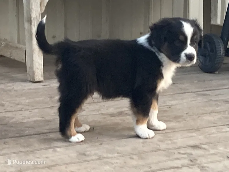 Tiki – Miniature Australian Shepherd puppy for sale in Etna, WY