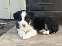 Spot, a male Miniature Australian Shepherd for sale in Etna, WY – 2 of 3