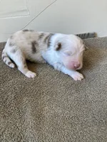 Luna, a female Miniature Australian Shepherd for sale in Etna, WY – 2 of 3