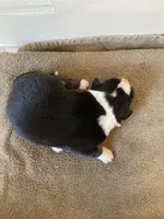 Tiki, a female Miniature Australian Shepherd for sale in Etna, WY – 3 of 3